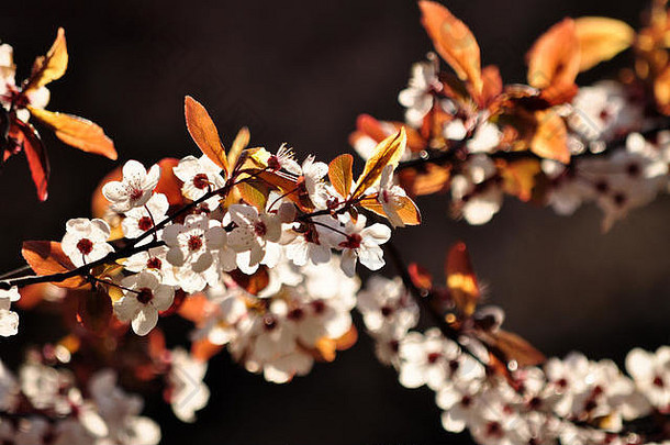 白色盛开的树分支太阳光春天公园波兰