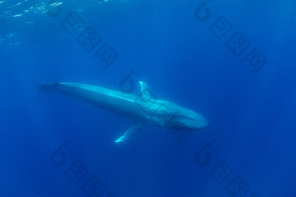 <strong>蓝鲸</strong>，鲸目，水下景观，濒危物种，大西洋，亚速尔群岛。