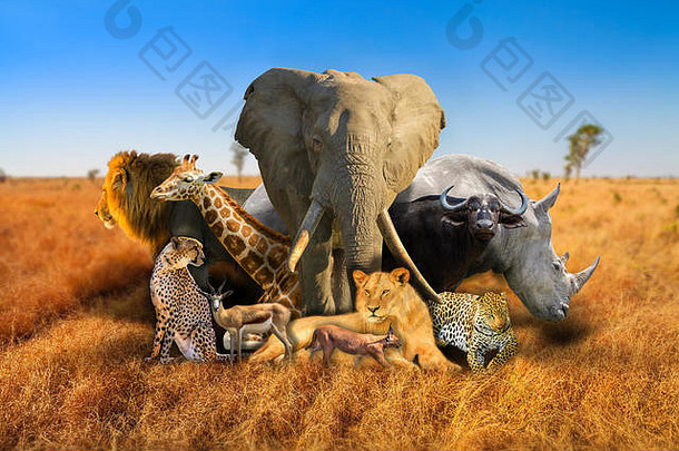 五巨头和非洲野生动物在萨凡纳自然丛林背景下组成。非洲坦桑尼亚塞伦盖蒂野生动物区。非洲狩猎景观。墙纸背景。蓝天。