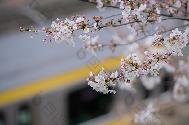 火车樱桃开花树花樱花东京