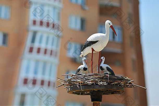 一只成年西科尼亚鸟在一个巢里有两个小家伙