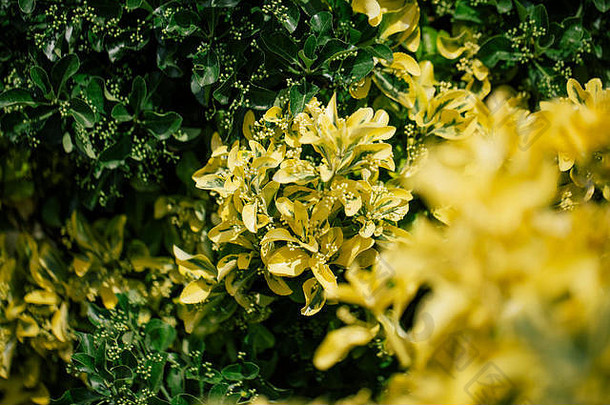 意大利夏季的黄花