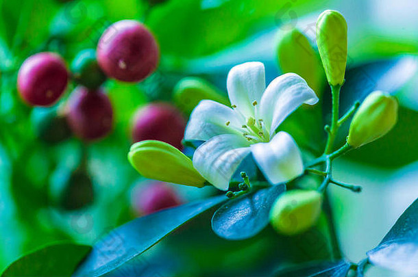 橙色茉莉花（Murraya paniculata）<strong>白色</strong>花朵和红色果实