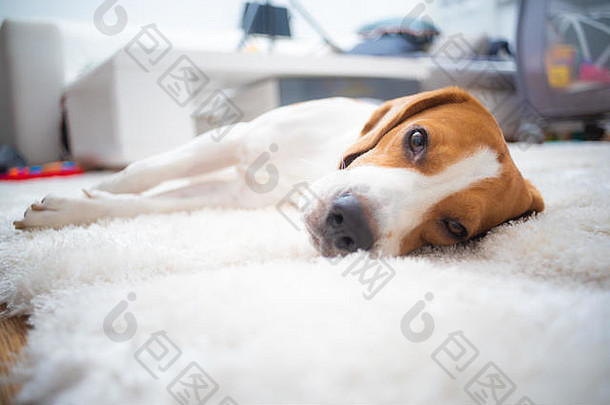 小猎犬疲倦地睡在白色地毯上
