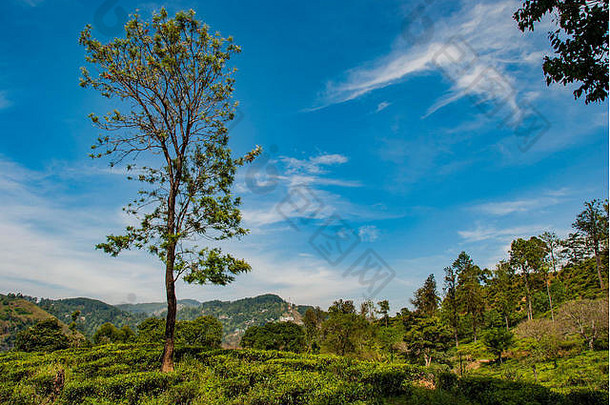 斯里兰卡靠近小亚当峰的特瑞种植园景观中的树木