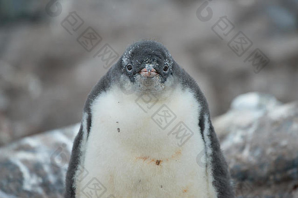 一只Gentoo企鹅小鸡，蜕皮中期，在南极洲的岩石表面上一动不动