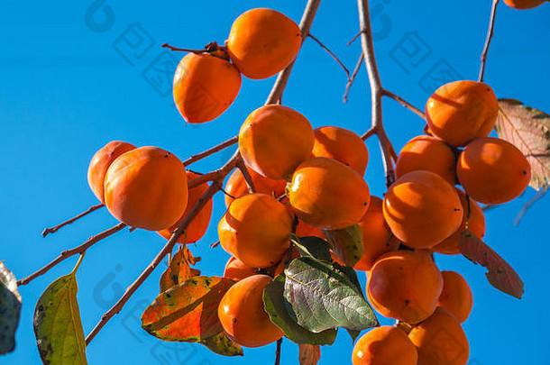 柿子树上结满了成熟的橘子果实，天空蔚蓝，秋高气爽。