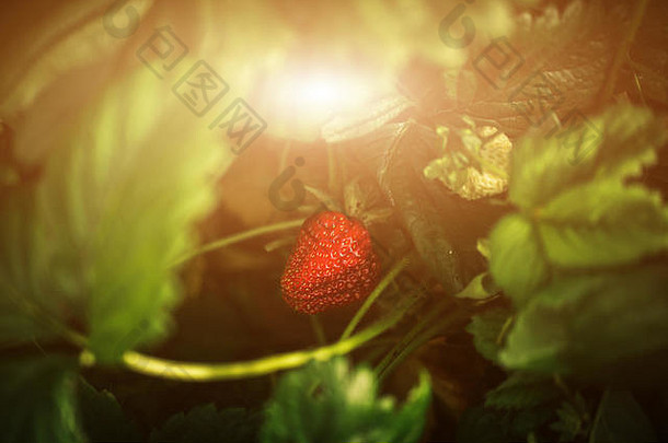 夏天，新鲜的草莓在花园里特写。用于<strong>文字</strong>和设计的闪<strong>光效</strong>果