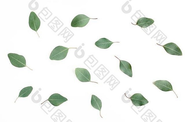 绿色叶子桉树杨属孤立的白色背景平躺前视图