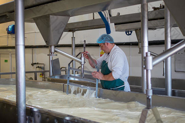 制作凝乳的奶酪厂员工