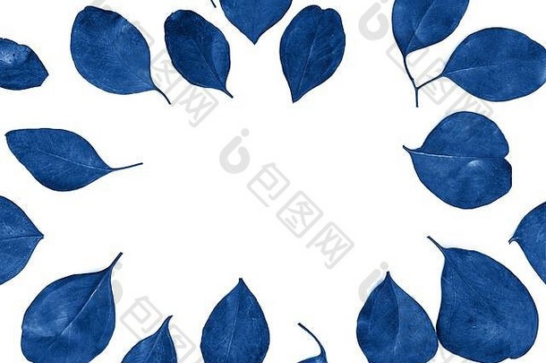 节日花平躺作文蓝色的桉树叶子白色背景前视图