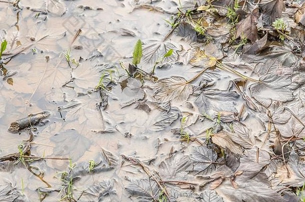 11月，悬铃木树叶/槭树落水浸湿的特写镜头。