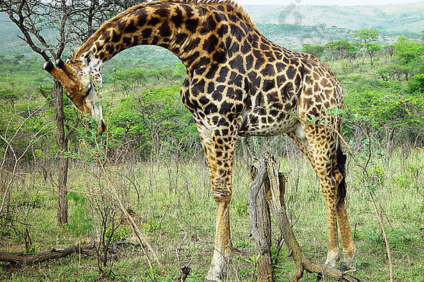 野生长颈鹿放牧树故乡南非洲