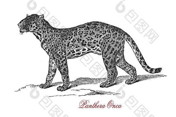 捷豹豹属onca大猫猫豹属属现存的豹属物种本地的美洲捷豹第三大猫老虎狮子
