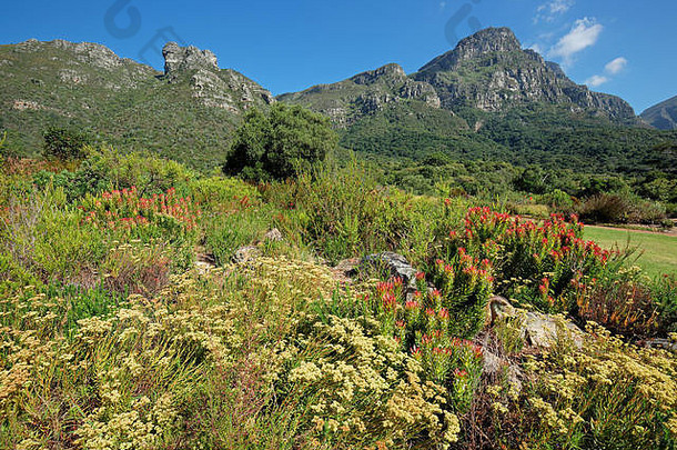 克尔斯滕博斯植物花园背景表格山角小镇南非洲