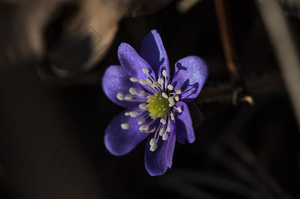 金钱草开花，一组蓝紫色小花，早春野花，褐色背景