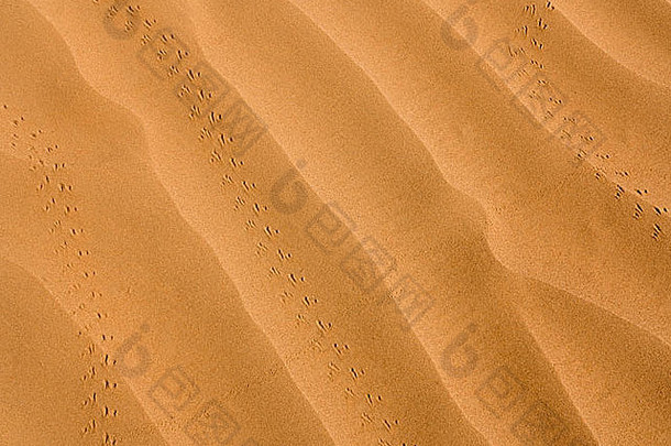 沙漠地面特写镜头，展示风创造的纹理和小动物的足迹
