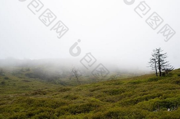 厚雾涵盖了前<strong>山</strong>多云的阴天气<strong>山蓝莓</strong>灌木孤独的树