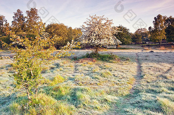 晚些时候地面霜开花山楂树英国追逐国家公园AONB区域杰出的自然美斯塔福德