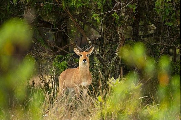 埃塞俄比亚盖赛草原上的一只大羚羊的特写镜头。