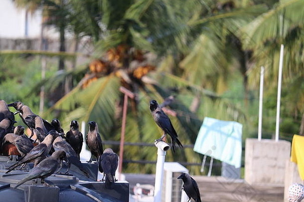 自然界中的一群黑乌鸦