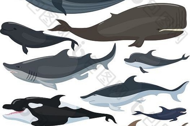 鲸鱼、海豚、鲨鱼和其他海洋哺乳动物