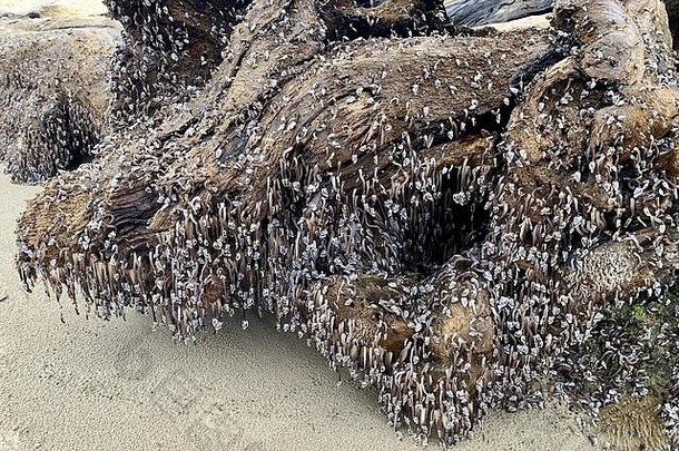 俄勒冈州海岸的鹅颈藤壶