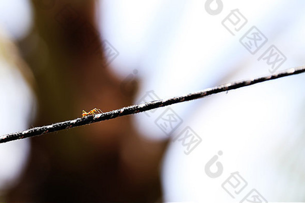向上-孤独的蚂蚁在塑料线上向上行走-由Manoj Attingal拍摄