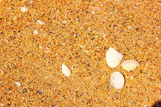 极端的关闭贝壳鹅卵石海滩沙子