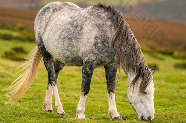 一匹<strong>野马</strong>在英国威尔士黑山的海伊布拉夫和特温帕附近吃草