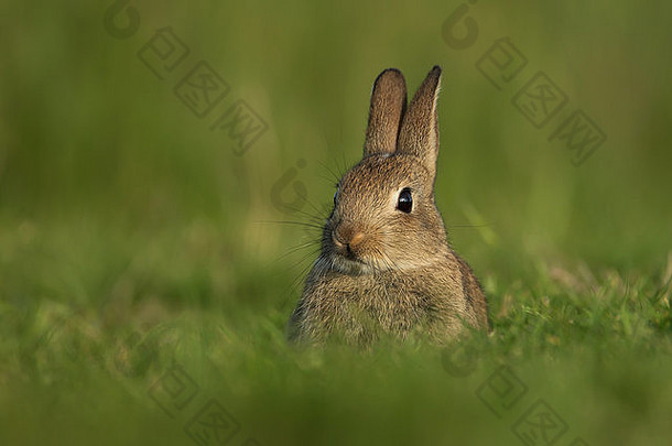 兔子放牧草地