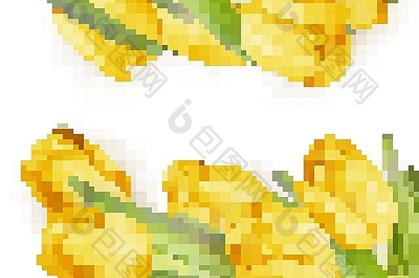 黄色的新鲜的郁金香白色每股收益