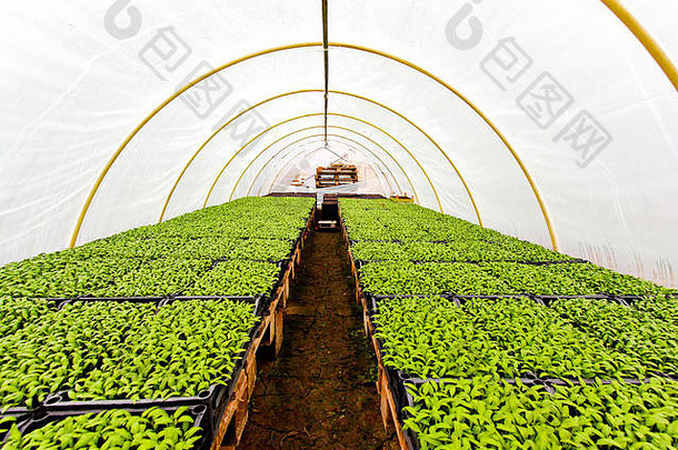 塑料覆盖下宽敞的蔬菜温室