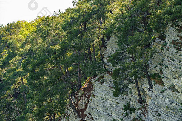 岩石悬崖密集的绿色森林春天颜色山森林自然背景春天季节
