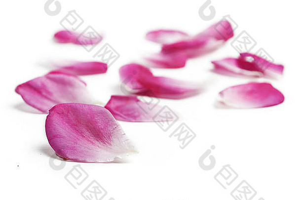白色背景上的粉红色玫瑰花瓣