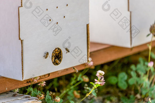 枫木谷华盛顿美国起动器蜂房帧包括女王蜜蜂白色草坪上三叶草