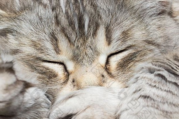 美猫牲畜西伯利亚品种可爱的国内宠物长头发户外