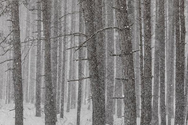美国密歇根州中部的一场4月暴风雪期间，一片雪花重<strong>重地</strong>落在一棵红松（松树）的种植园里