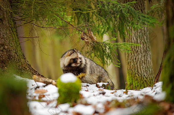浣熊狗在冬天的森林里散步
