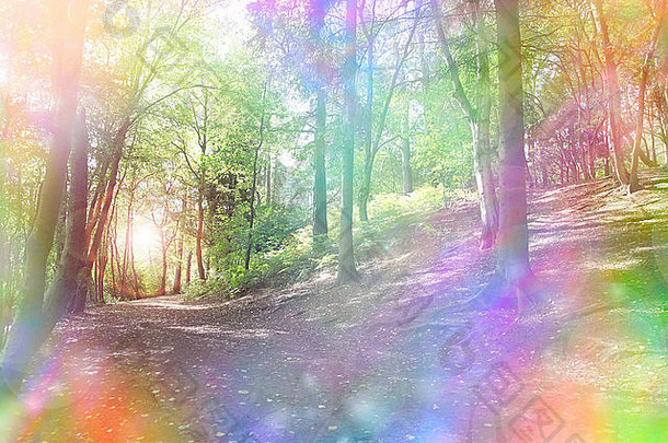林地路径光闪亮的树幻想<strong>彩虹</strong>光环有雾的散景效果