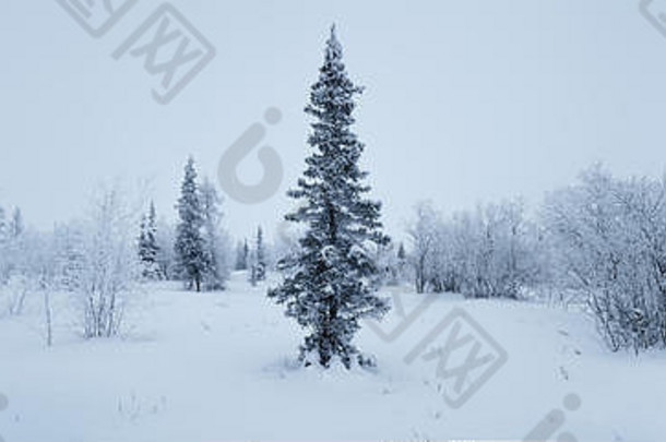 冬天森林全景云杉白霜黑色的白色
