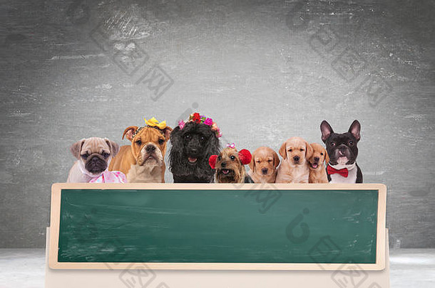 一队可爱的狗在灰色背景下的空白黑板后面