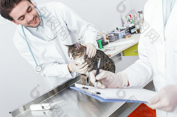 专业<strong>医生</strong>正在治疗一只猫