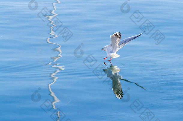 照片<strong>海鸥</strong>港口阿吉拉斯穆尔西亚