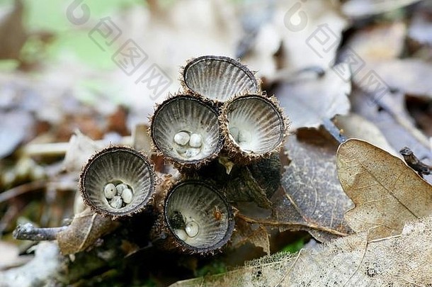 有凹槽的燕窝真菌，川牛膝，来自芬兰的奇怪<strong>蘑菇</strong>