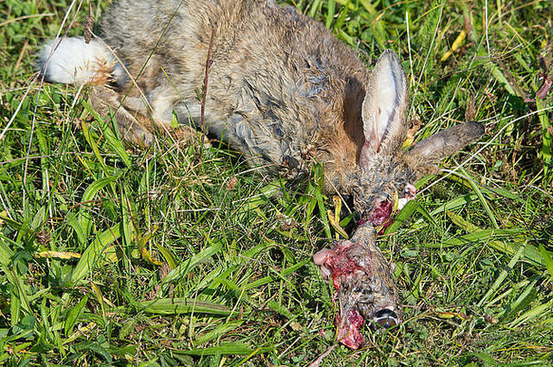 兔子死亡的猎物是食肉动物的，食肉动物攻击头部、眼睛和大脑以获取大部分营养。被肢解的脸露出眼睛和舌体是完整的。