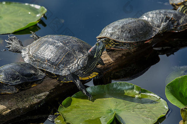 美国华盛顿州科克兰胡安妮塔湾公园，红耳滑龟在圆木上挣扎着保持平衡