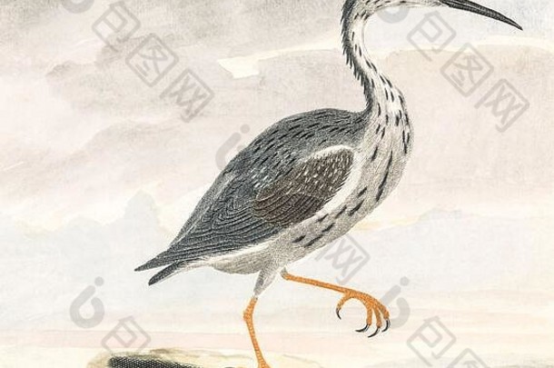 可爱的古董插图特色鸟