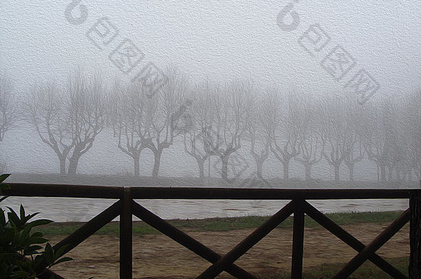农村路只树多雾的冬天