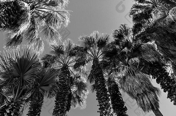 向上视图有缘的剃风扇棕榈树树干<strong>吹</strong>的<strong>叶子</strong>阳光天空美国黑色的白色